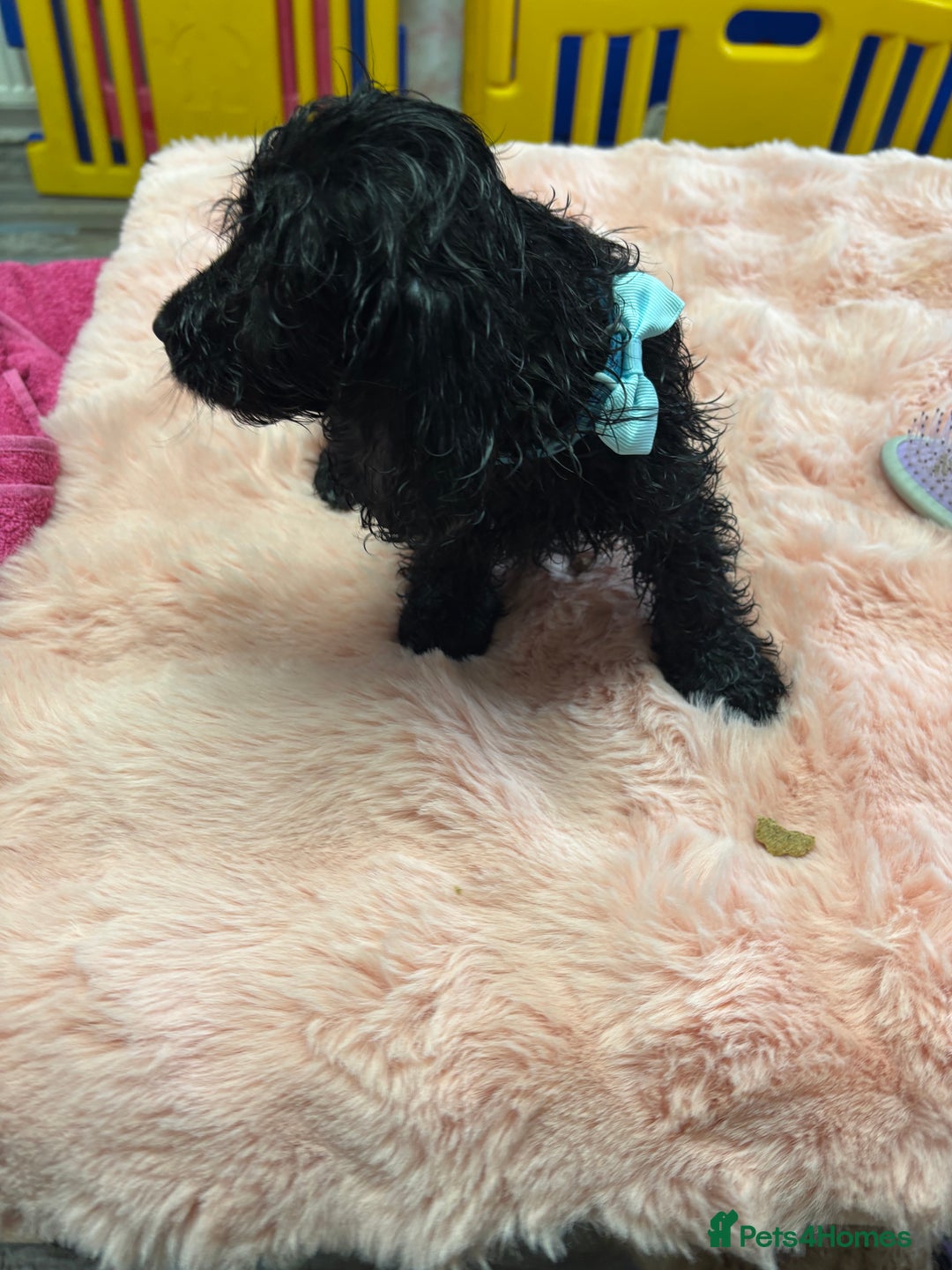 Mixed Breed dogs for sale: Puppies - Image 8