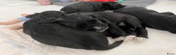 Miniature Schnauzer dogs for sale: Stunning KC reg black miniature schnauzer puppies - Advert 3