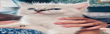 Ragdoll C
