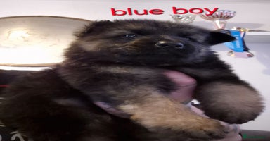 German Shepherd dogs - Advert 1