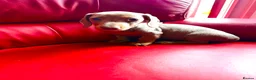 Miniature Dachshund dogs for sale: KC pure Miniature Dachshunds   - Advert 8