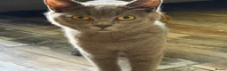 British Shorthair cats for sale: One lovely little blue BSH left, available now.  - Advert 5