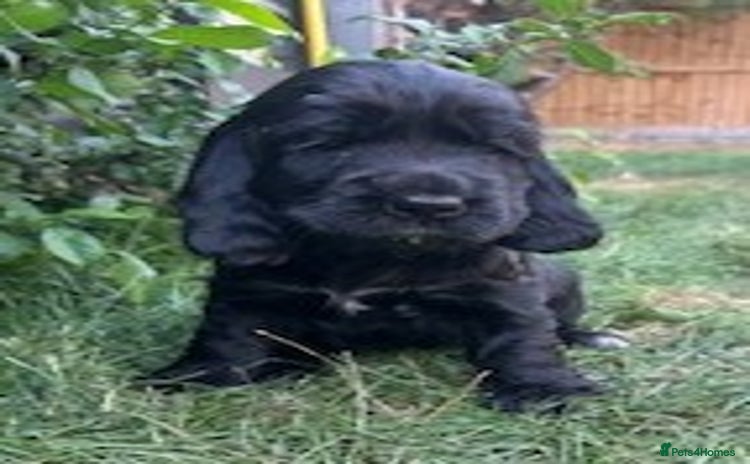 Cocker Spaniel dogs - Advert 10