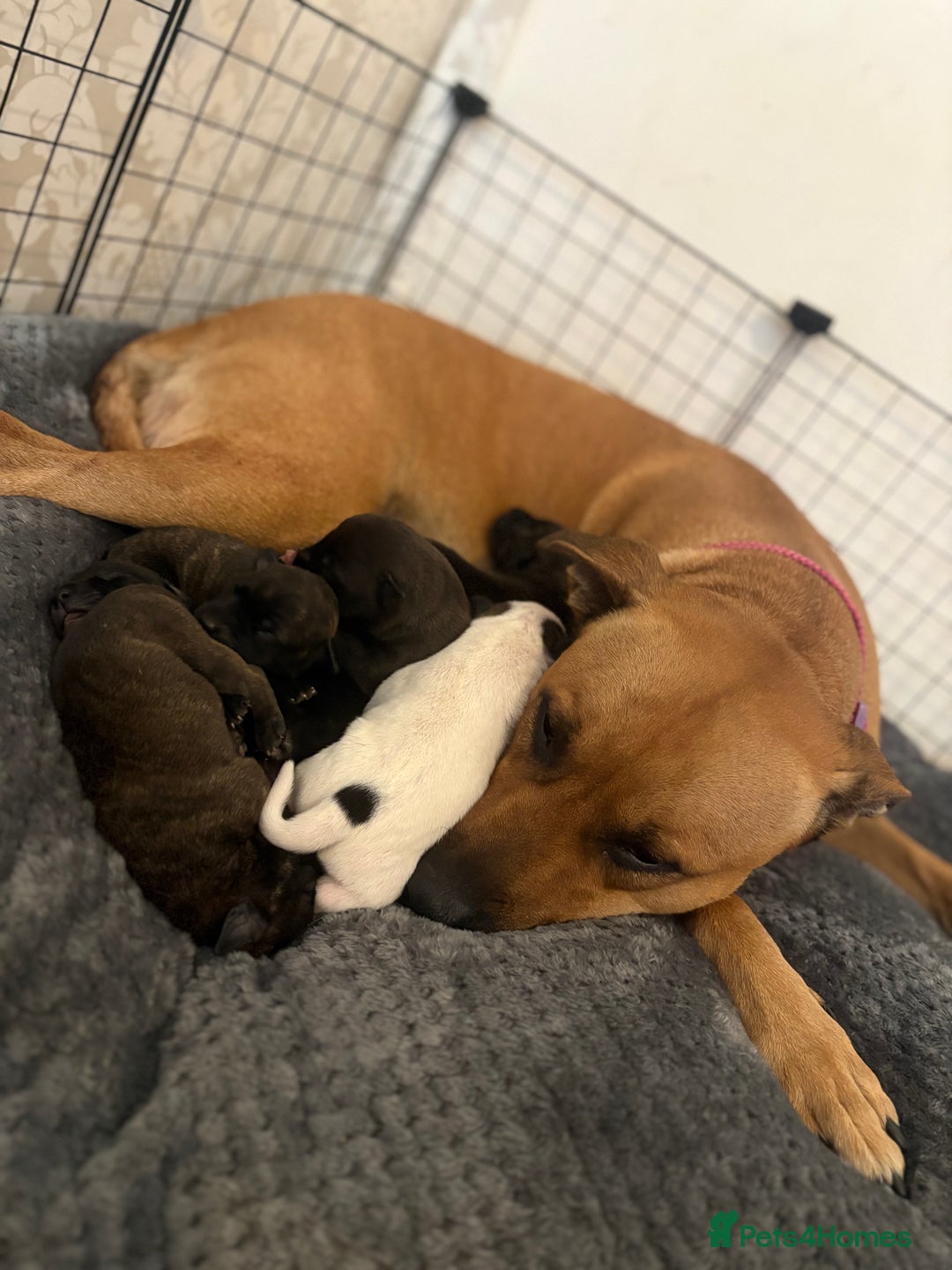 Mixed Breed dogs for sale: Staffordshire cross puppies  - Image 1