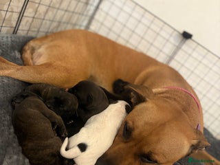 Mixed Breed dogs for sale - Advert 1