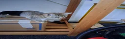 Mixed Breed cats for sale: Kittens 4 sale - Advert 8