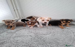 Jack Russell dogs for sale: Jack Russel puppy's  - Image 5