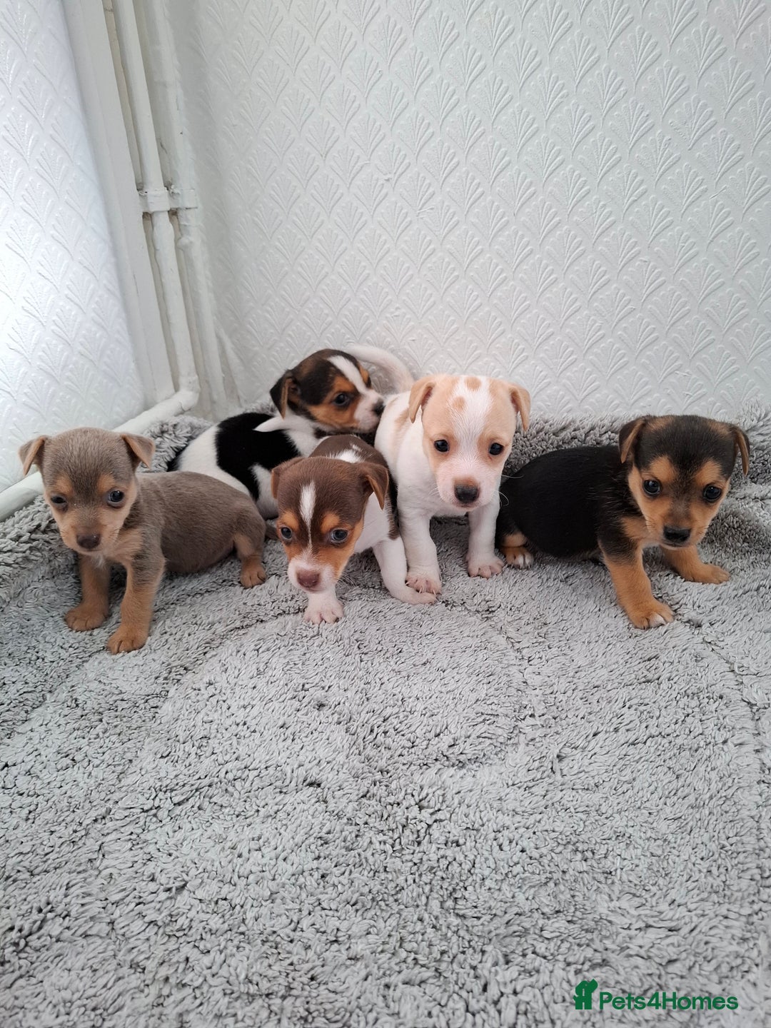 Jack Russell dogs for sale: Jack Russel puppy's  - Image 5