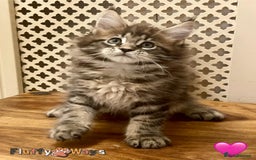 Maine Coon cats for sale: 🐾🦁 *TICA* MAINE COON KITTENS 🧬 DNA CLEAR 🦁🐾 - Image 25