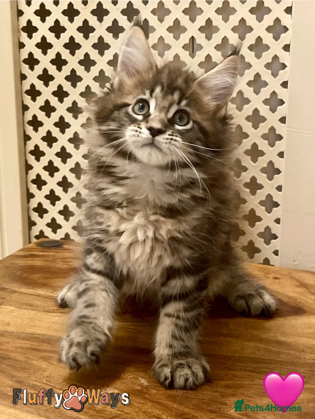 Maine Coon cats for sale: 🐾🦁 *TICA* MAINE COON KITTENS 🧬 DNA CLEAR 🦁🐾 - Image 25