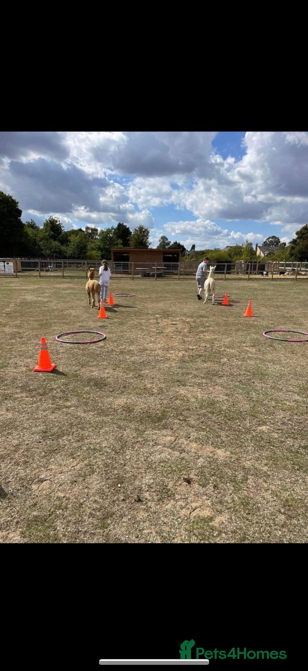 Alpaca livestock for sale: Trekking alpacas BAS registered  - Advert 10