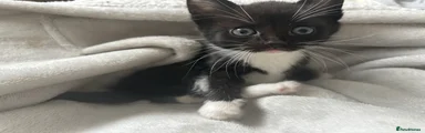 Mixed Breed Kitten 3
