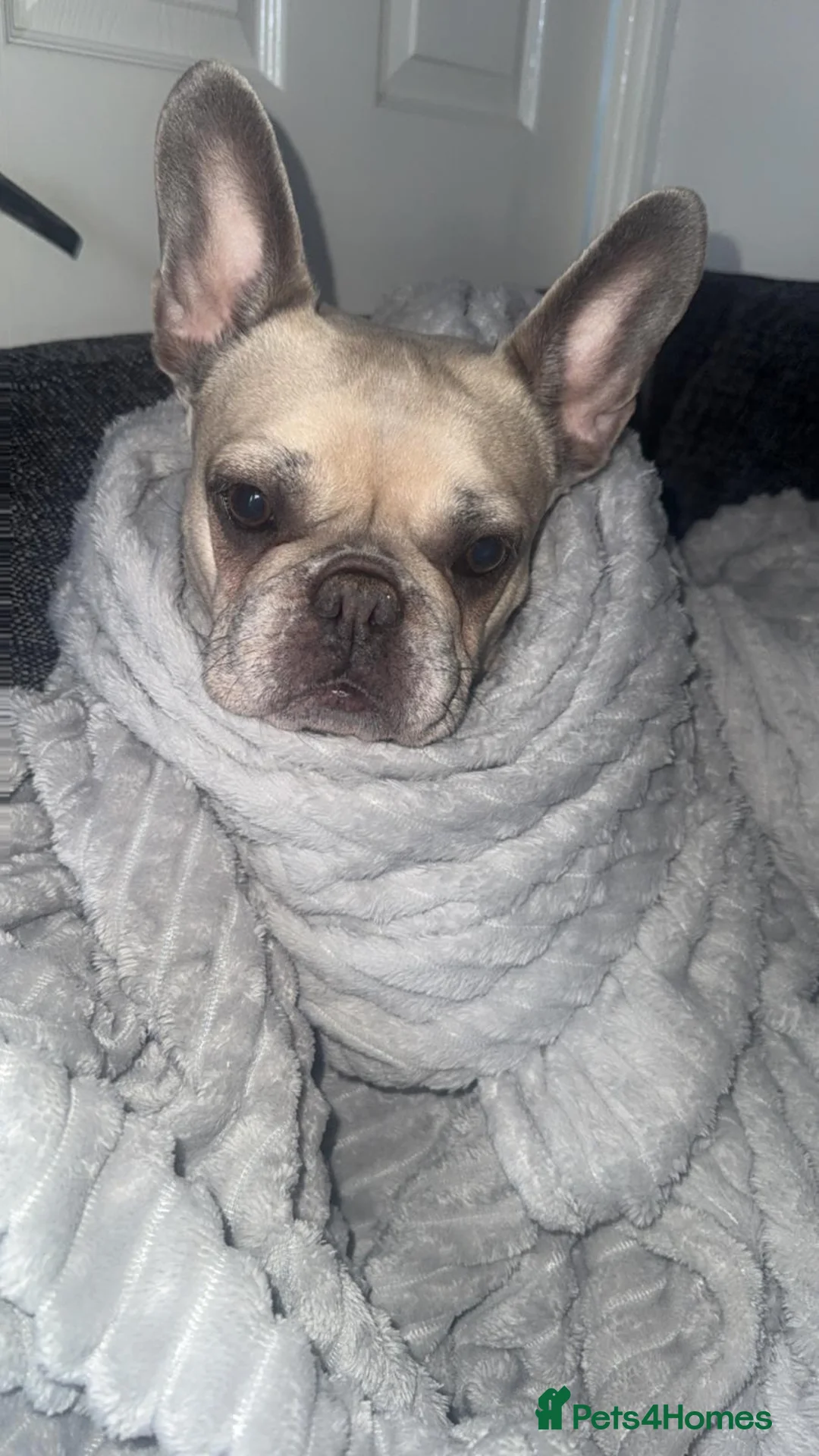 French Bulldog dogs for sale: French bulldog in Chesterfield - Advert 2
