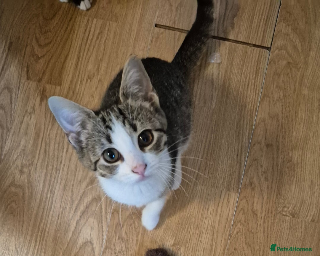 Mixed Breed cats for sale: Kittens for sale  - Image 2
