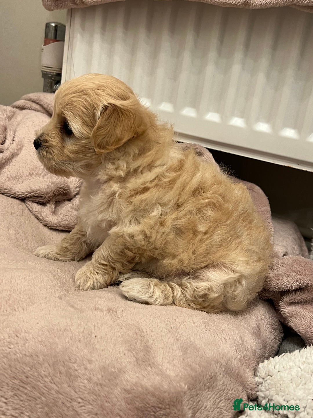 Maltipoo dogs for sale: Maltipoo puppies  - Advert 4