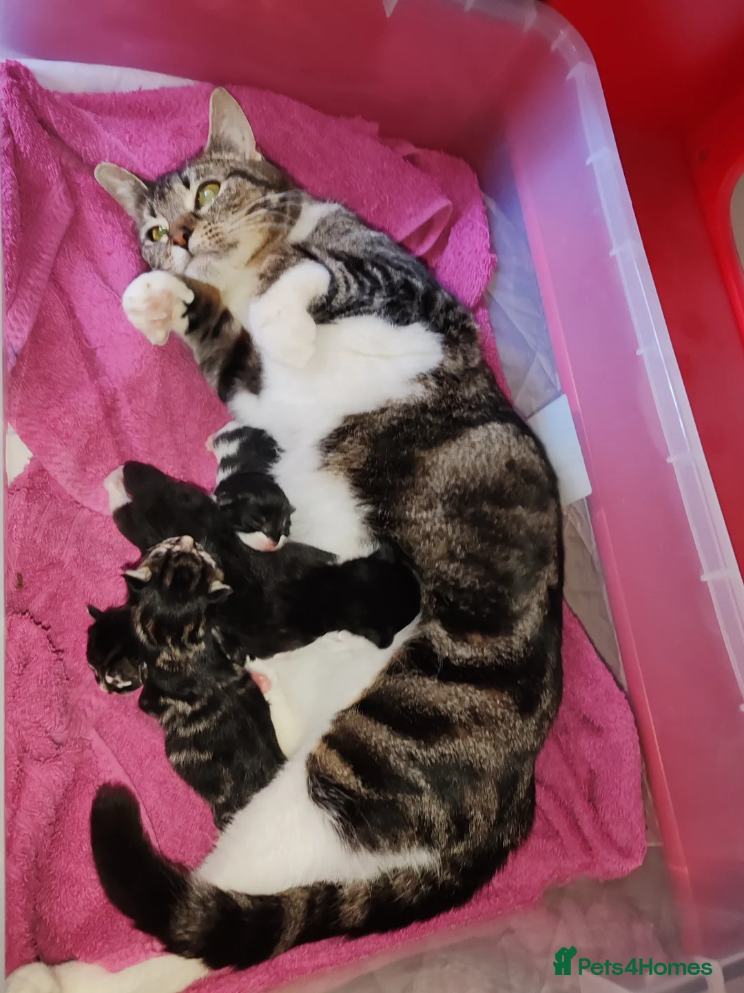 Mixed Breed cats for sale: Lovely kittens  - Advert 5