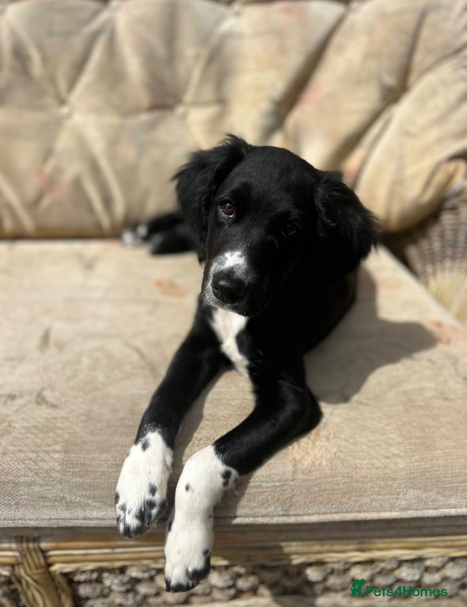 Sprollie dogs Male pup  - Advert 17