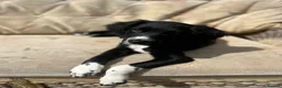 Sprollie dogs for sale: Male pup  - Advert 1