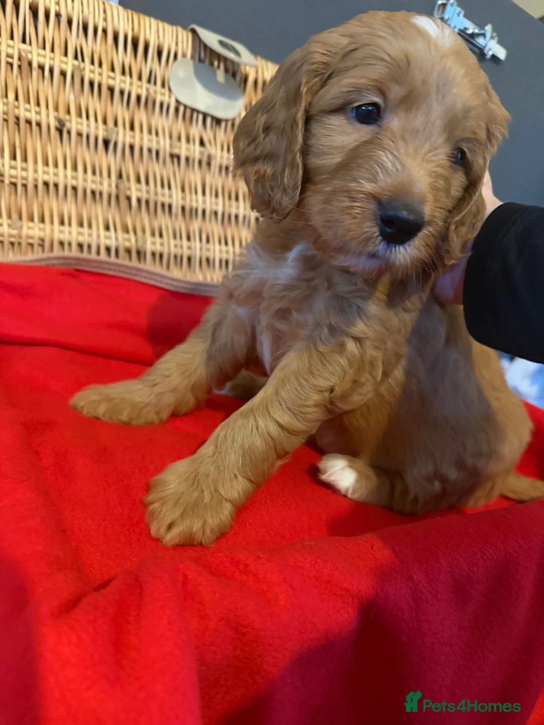 Mixed Breed dogs for sale: Australian doubledoodles  - Advert 2