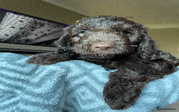 Cockapoo dogs for sale: Beautiful Thick coated Fluffy F1 Toy Cockapoo pups - Advert 7