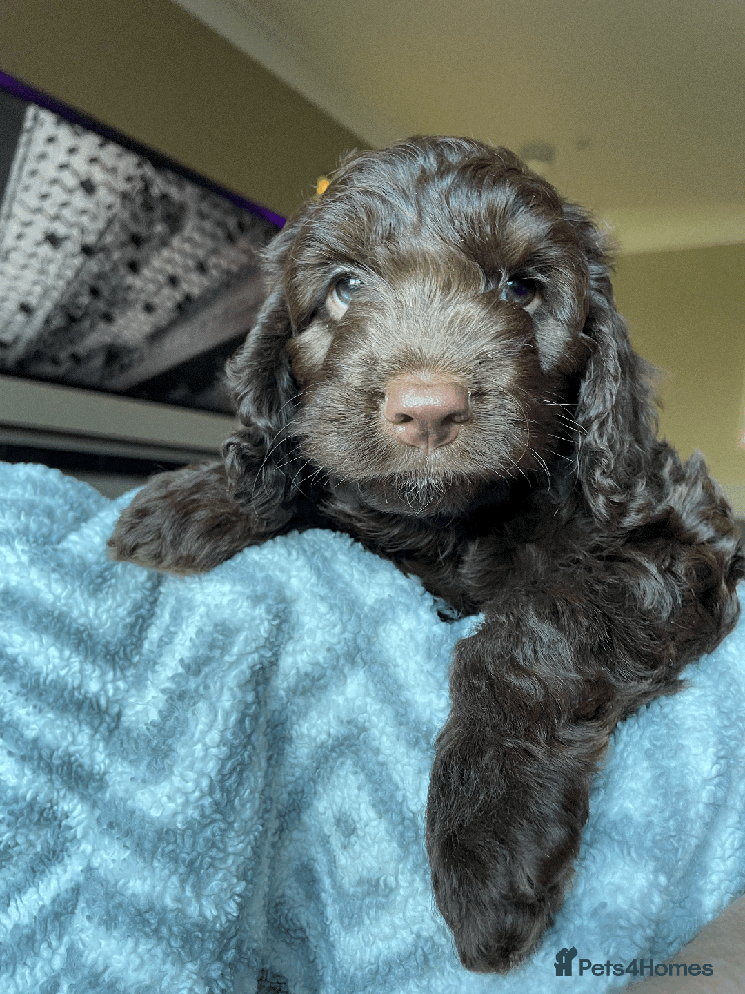 Cockapoo dogs for sale: Beautiful Thick coated Fluffy F1 Toy Cockapoo pups - Advert 7