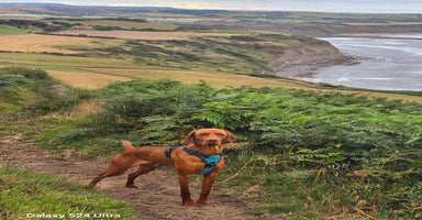 Mixed Breed dogs Vizslador Puppies - Advert 10