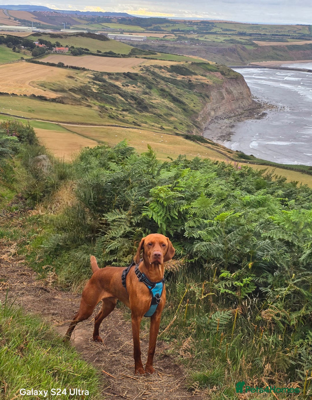 Mixed Breed dogs for sale: Vizslador Puppies - Image 5