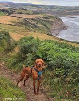 Mixed Breed dogs Vizslador Puppies - Advert 2