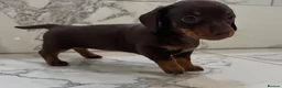 Miniature Dachshund dogs for sale: KC miniature dachshunds - Tiny. Sunning! - Advert 22