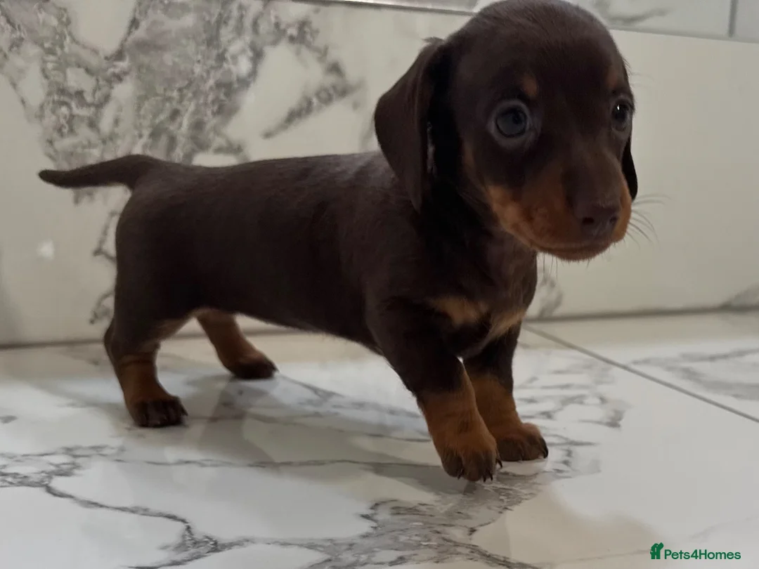Miniature Dachshund dogs for sale: KC miniature dachshunds - Tiny. Sunning! - Advert 22