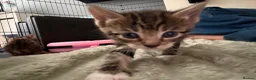 Bengal cats for sale: Half glitter marbled Bengal & tabby  in Gosport - Advert 4