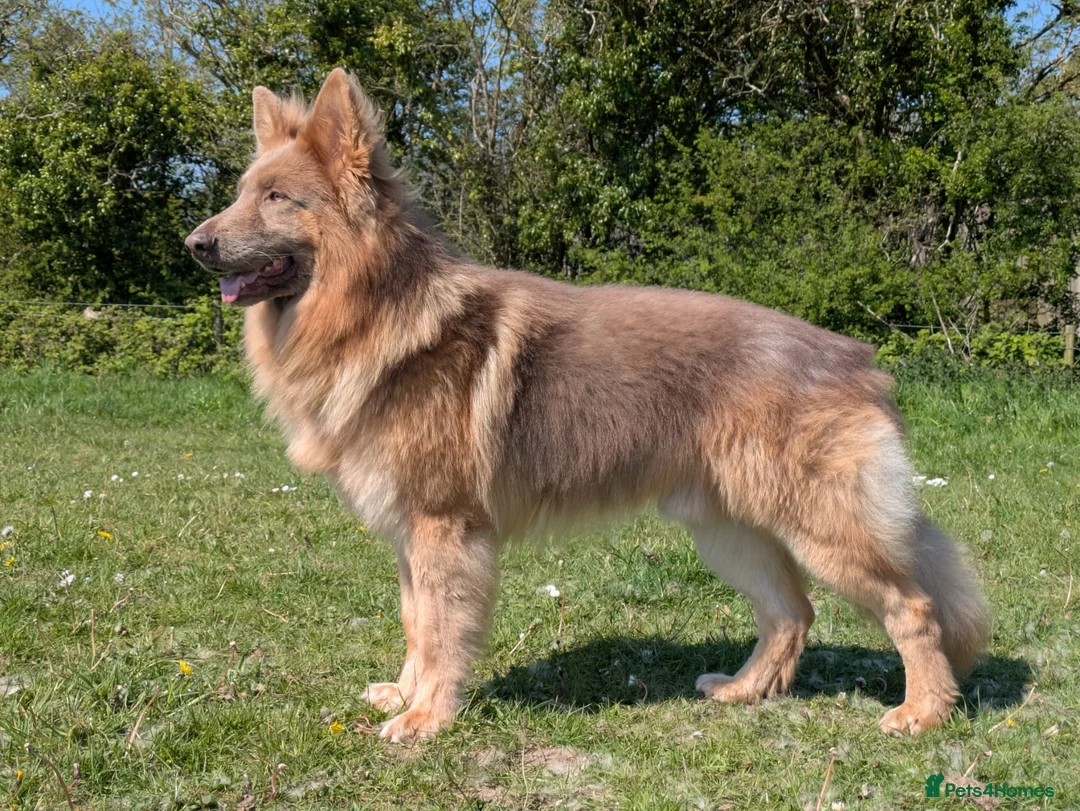 German Shepherd dogs for stud: KC health tested isabella german shepherd for stud in Saundersfoot - Advert 1