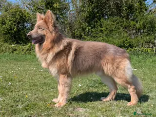 German Shepherd dogs KC health tested isabella german shepherd for stud - Advert 7