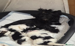 Biewer Terrier dogs for sale: Biewer Yorkshire Terrier  - Image 7