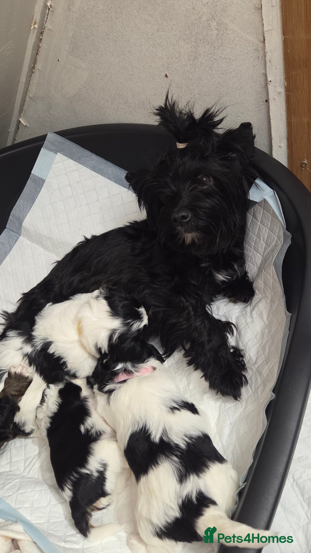 Biewer Terrier dogs for sale: Biewer Yorkshire Terrier  - Image 7