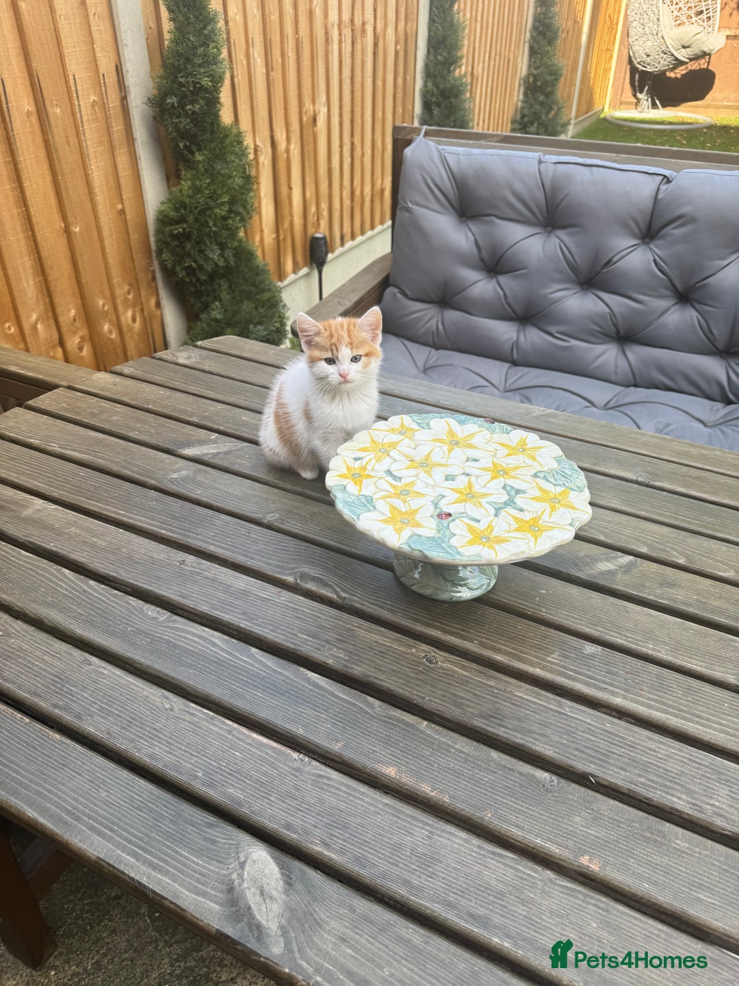 European cats for sale: Kittens 🐱  - Image 7