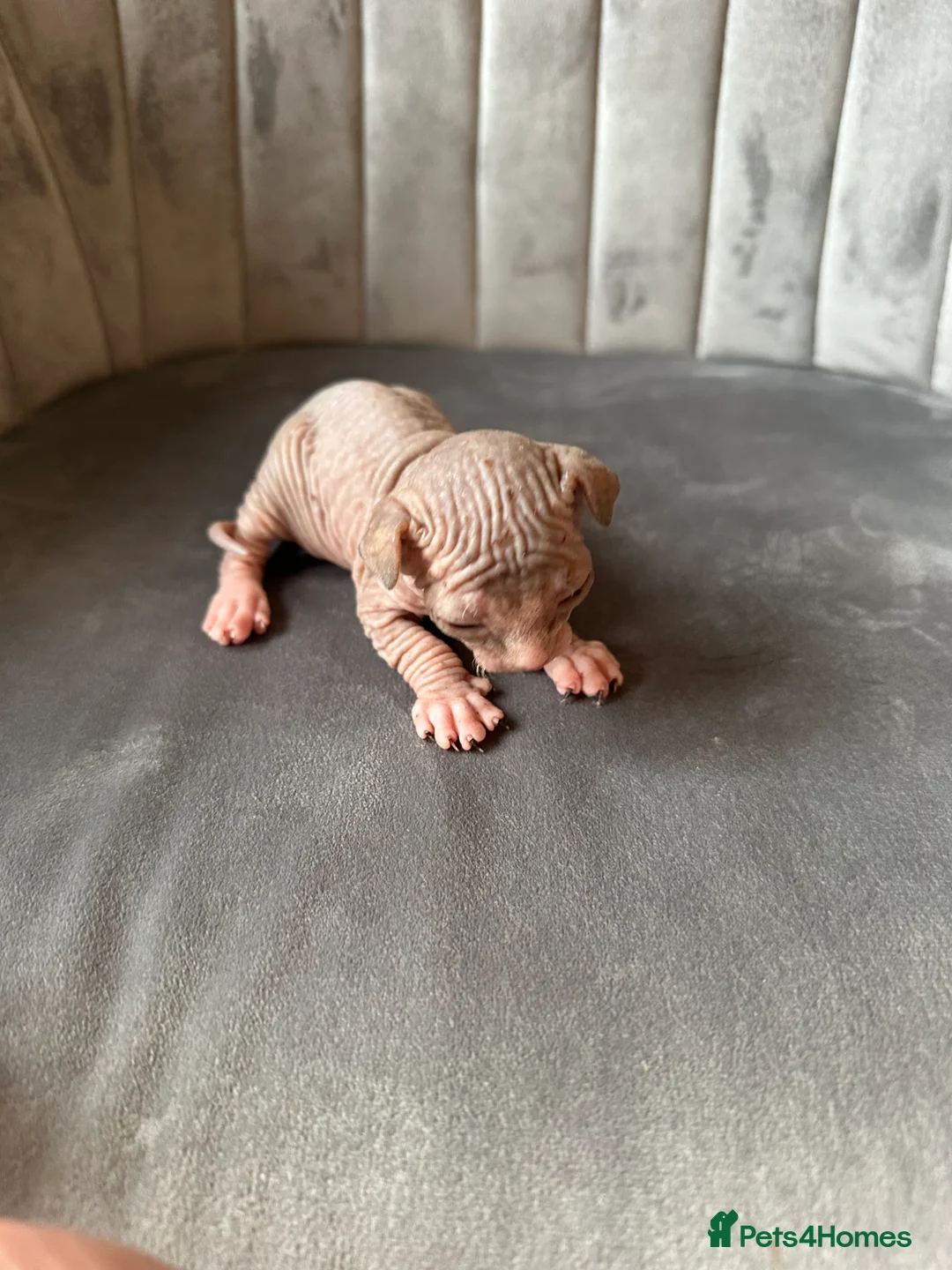 Sphynx cats for sale: beautiful Sphynx babies - Advert 13