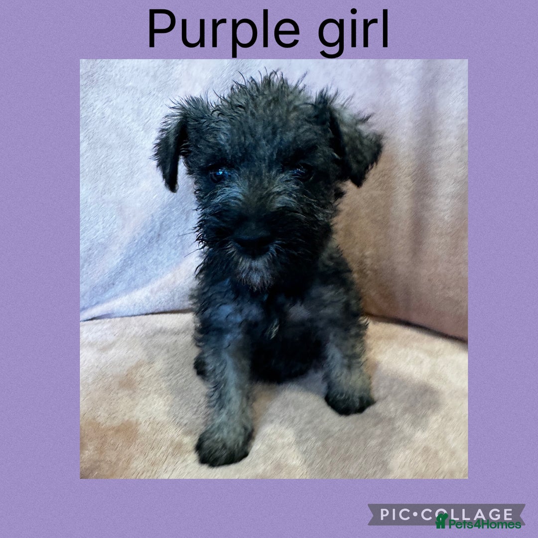 Miniature Schnauzer dogs for sale: Miniature Schnauzer Puppies  - Image 12
