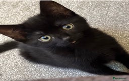 Mixed Breed cats for sale: Ginger boy black girl kittens approx 9 weeks - Image 4