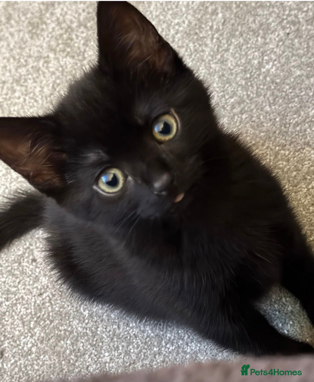 Mixed Breed cats for sale: Ginger boy black girl kittens approx 9 weeks - Image 4