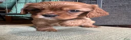 Cavalier King Charles Spaniel dogs for sale: Special Ruby Boys🐾♥️ Ready to leave now 🏠🫶 - Advert 21