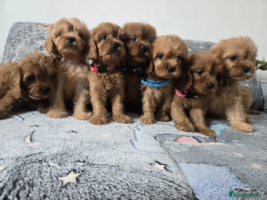 Cavapoo dogs for sale: 🐶Amazing cavapoo pups for sale🐶 - Advert 29