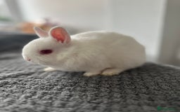 Netherland Dwarf rabbits for sale: Gorgeous Netherlands dwarf baby bunnies - Image 8