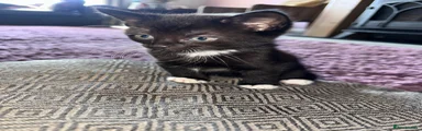 Tuxedo kitten