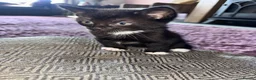 Mixed Breed cats for sale: 5 tuxedo kittens for sale - Advert 6