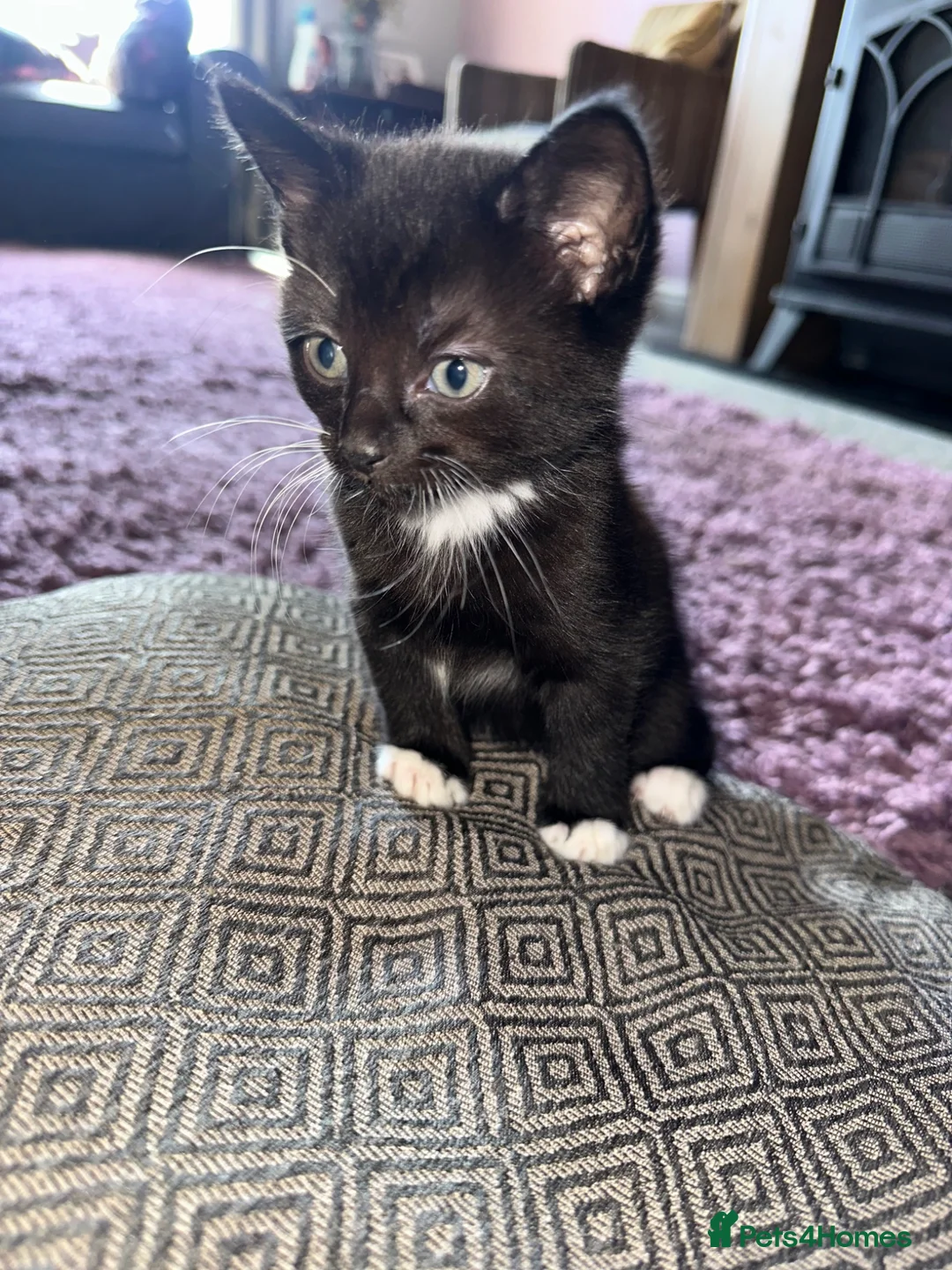 Mixed Breed cats for sale: 5 tuxedo kittens for sale - Advert 6