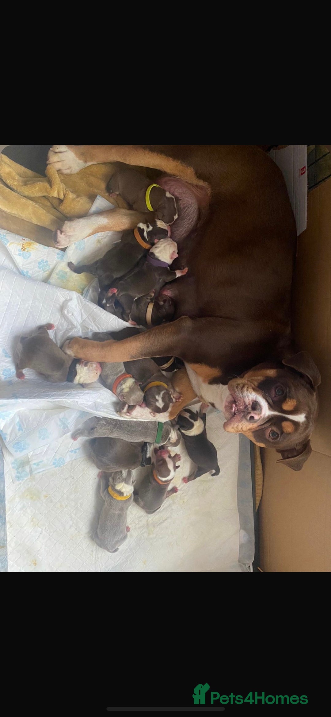 Olde English Bulldogge dogs for sale: Olde English bulldogges - Advert 1