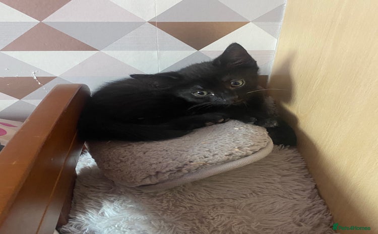 Domestic Shorthair cats kitten - Advert 3