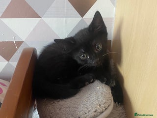 Domestic Shorthair cats kitten - Advert 2