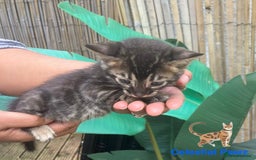 Bengal cats for sale: RARE PEDIGREE BENGAL KITTEN 07542924995  - Image 7